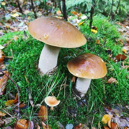 Nr 3 W Starym Nadlesnictwie 아파트