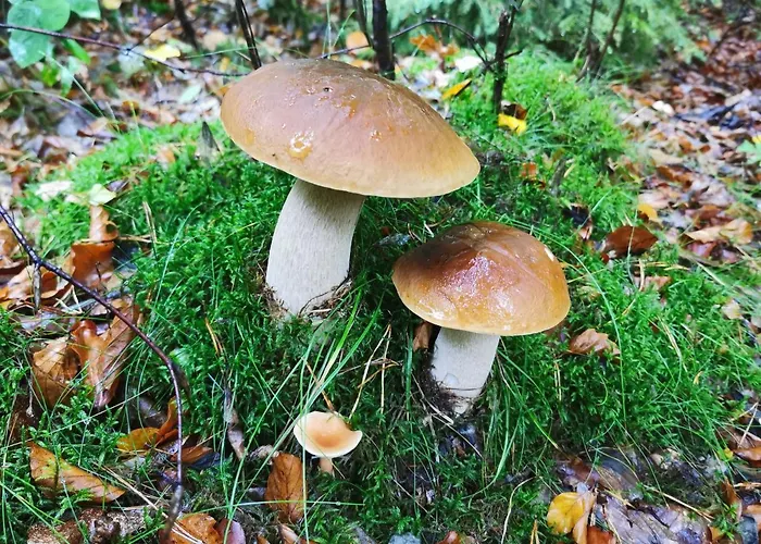 Nr 3 W Starym Nadlesnictwie Appartement